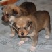 cachorros de cruce de Husky